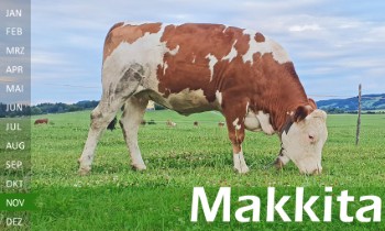 tr�chtige Fleckvieh Kalbin zu verkaufen, beweidet und ruhig